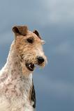 FOX TERRIER 642